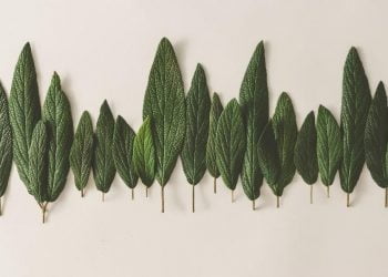 Groupe GM promove a sustentabilidade em todo o mundo através do programa Care About Earth