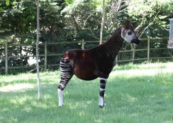 No Dia Mundial do Okapi, visite o Jardim Zoológico e conheça o seu fascinante mundo