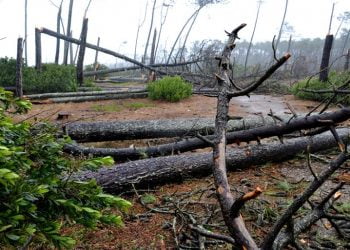 Tempestade Leslie provoca destruição nas matas nacionais
