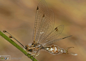Quercus e BMW i promovem concurso nacional de Fotografia de Natrureza