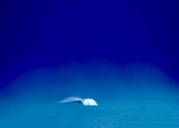 Surfrider Foundation Europe dá voz aos oceanos e leva petição ao Parlamento Europeu