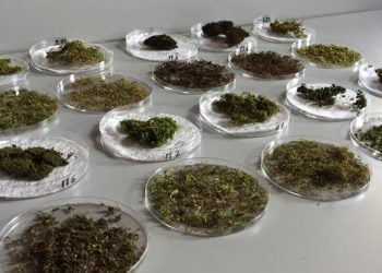 Investigadores desenvolvem solução para construção de edifícios sustentáveis