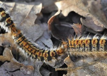 Ambiolhão iniciou combate à lagarta do pinheiro em todo o concelho