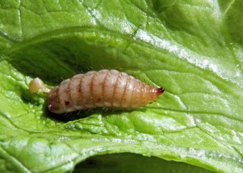 Politécnico de Coimbra com sistema inovador de reaproveitamento de resíduos