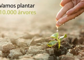 Allianz planta 10 mil árvores na Sertã
