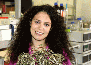 UA: descoberto método de extração sustentável do ácido oleanólico das folhas de oliveira