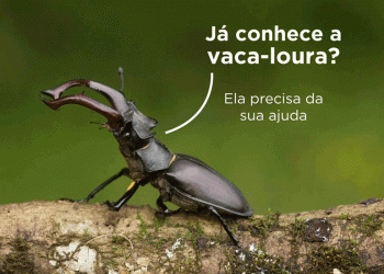 UA pede ajuda aos cidadãos par apoiarem o Projeto de conservação do escaravelho vaca-loura