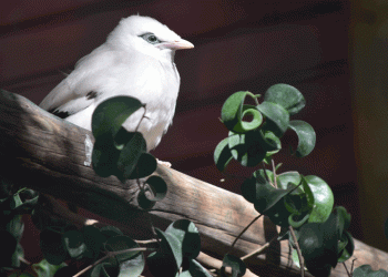 Jardim Zoológico anuncia nascimento de Mainá-do-bali, uma ave de canto quase extinta