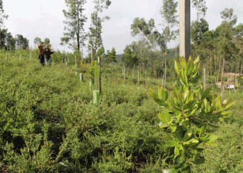 Apresentação dos resultados: “Futuro – projeto das 100.000 árvores na Área Metropolitana do Porto”