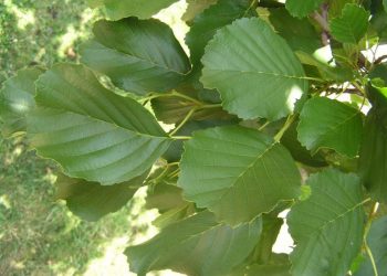 Vila Franca de Xira planta amieiros no caminho pedonal ribeirinho