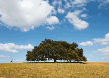 Azinheira de Mértola candidata a Árvore de 2019