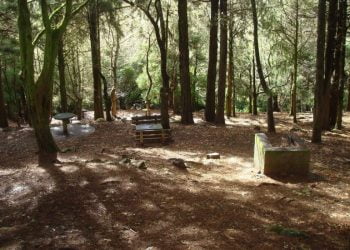 Madeira limpou 55 hectares de terreno e plantou 25 mil novas plantas