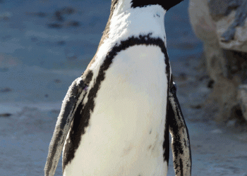 Jardim Zoológico alerta para a urgente proteção dos pinguins no Dia da Salvaguarda da espécie