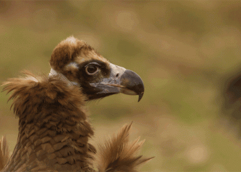 Quercus e ICNF libertam no Parque Natural do Tejo Internacional um juvenil de Abutre-preto