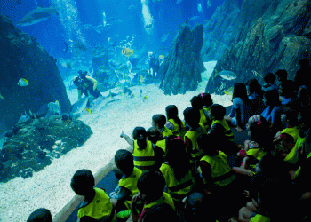No Oceanário de Lisboa as férias de Natal vão ser “inundadas” de diversão