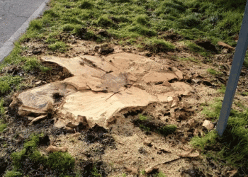 Quercus considera injustificável abate de árvores em Trancoso