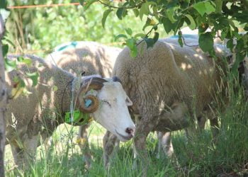 Coleiras “ensinam” rebanhos a comer só as ervas daninhas nas vinhas