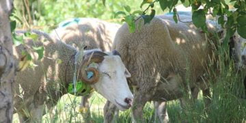 Coleiras “ensinam” rebanhos a comer só as ervas daninhas nas vinhas