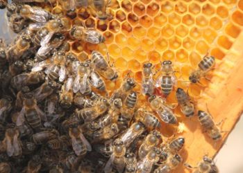 EFSA e cientistas desenvolvem modelo para proteção das abelhas melíferas a nível europeu