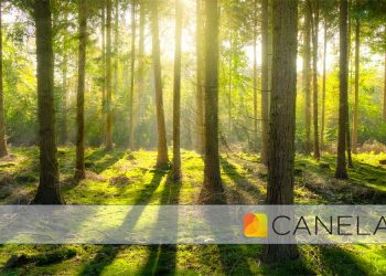 Canela PR: Uma agência de comunicação amiga do ambiente