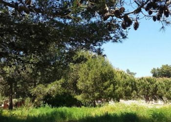 Associação Chabad assegura preservar espaços verdes e replantar cerca de dois terços das árvores existentes