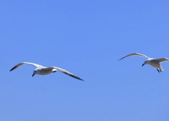 PAN quer elaborar estudo nacional sobre o estado das gaivotas em meios urbanos costeiros