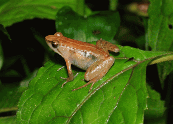 Nova espécie de rã descoberta em montanha remota da Etiópia