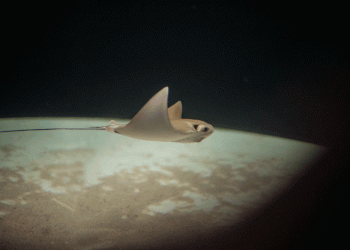 Raia bebé é a nova inquilina do SEA LIFE Porto