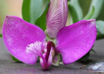 Jardim Zoológico antecipa a primavera com mais uma edição da Expo Orquídeas