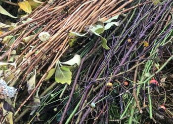 Lipor recolhe gratuitamente os resíduos verdes dos seus municípios associados 