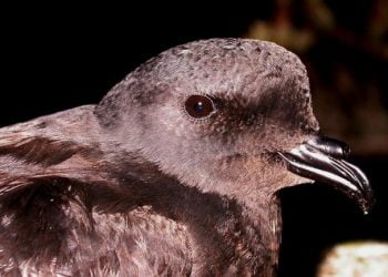 Nasceu um roque-de-castro na ilha da Berlenga: Primeira cria de ave ameaçada faz da ilha um caso de sucesso