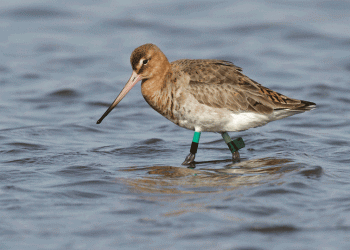 O estranho caso da ave que beneficia com as alterações climáticas