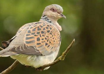 Censo nacional de aves revela urgência em suspender a caça à rola-brava