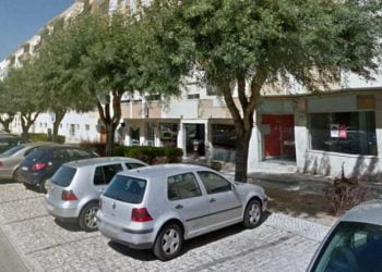 Município de Torres Vedras anuncia transplantação de árvores