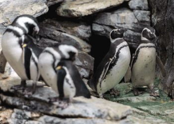 Dia Mundial dos Pinguins celebrado no Oceanário