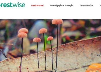 Laboratório Colaborativo para a Gestão Integrada da Floresta e Fogo contrata investigadores