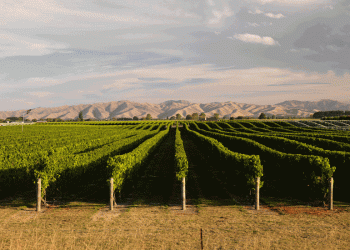 Pernod Ricard lança Roteiro de Sustentabilidade e Responsabilidade 2030