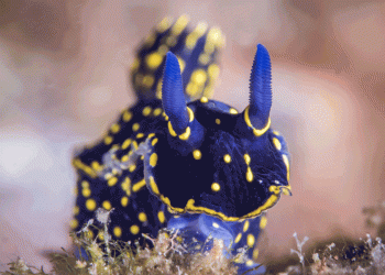 Oceanário de Lisboa e Fundação Oceano Azul apresentam a 3.ª edição do “Fundo para a conservação dos oceanos” 