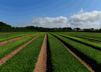 Vitacress vai testar o uso de algas como fertilizante orgânico