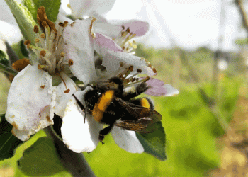 #DiaMundialdaAbelha: Quase metade dos portugueses desconhece a importância das abelhas para a sobrevivência do planeta