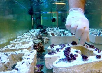 Casca de ostra da ria de Aveiro pode ser usada nos aquários marinhos e ajudar a preservar recifes de coral