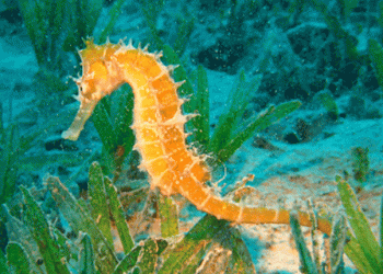 PAN quer cavalos marinhos como espécies protegidas e que Ria Formosa seja santuário para os recuperar