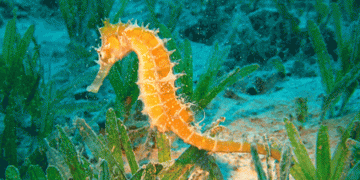 PAN quer cavalos marinhos como espécies protegidas e que Ria Formosa seja santuário para os recuperar