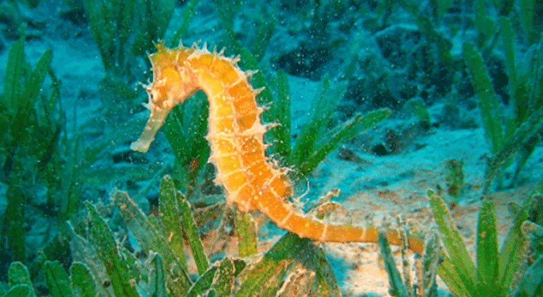 Estuário do Sado revela importância ecológica para a conservação dos cavalos-marinhos
