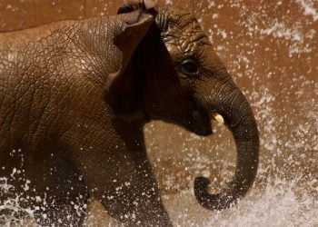 Mercantina lança passatempo com o Jardim Zoológico para o Dia da Criança