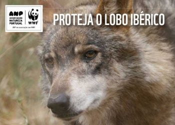 WWF e Jerónimo Martins unem-se para proteger espécies emblemáticas