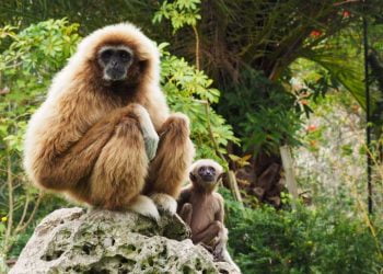 Jardim Zoológico revela curiosidades sobre as crias e as suas progenitoras no Dia da Mãe