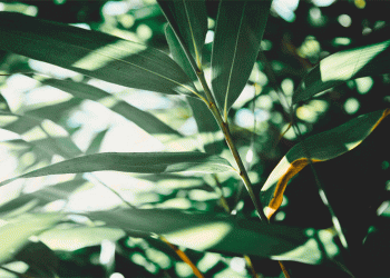 Mercadim é o primeiro mercado sustentável na Póvoa de Varzim