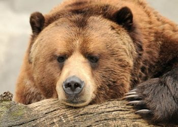 Portugal tem um urso pardo, espécie considerada extinta  no país