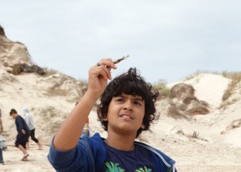 App permite aos cidadãos procurar e registar ovos de tubarões e raias